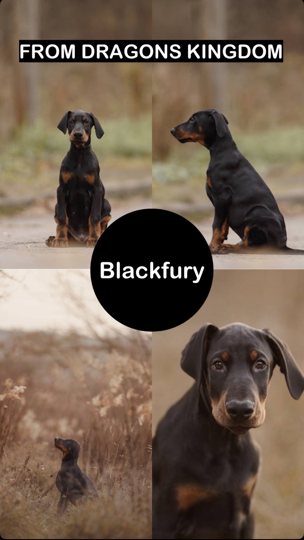 Цуценя добермана від титулованих батьків