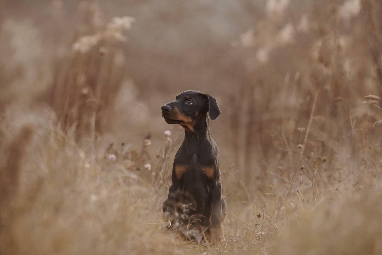 Цуценя добермана від титулованих батьків