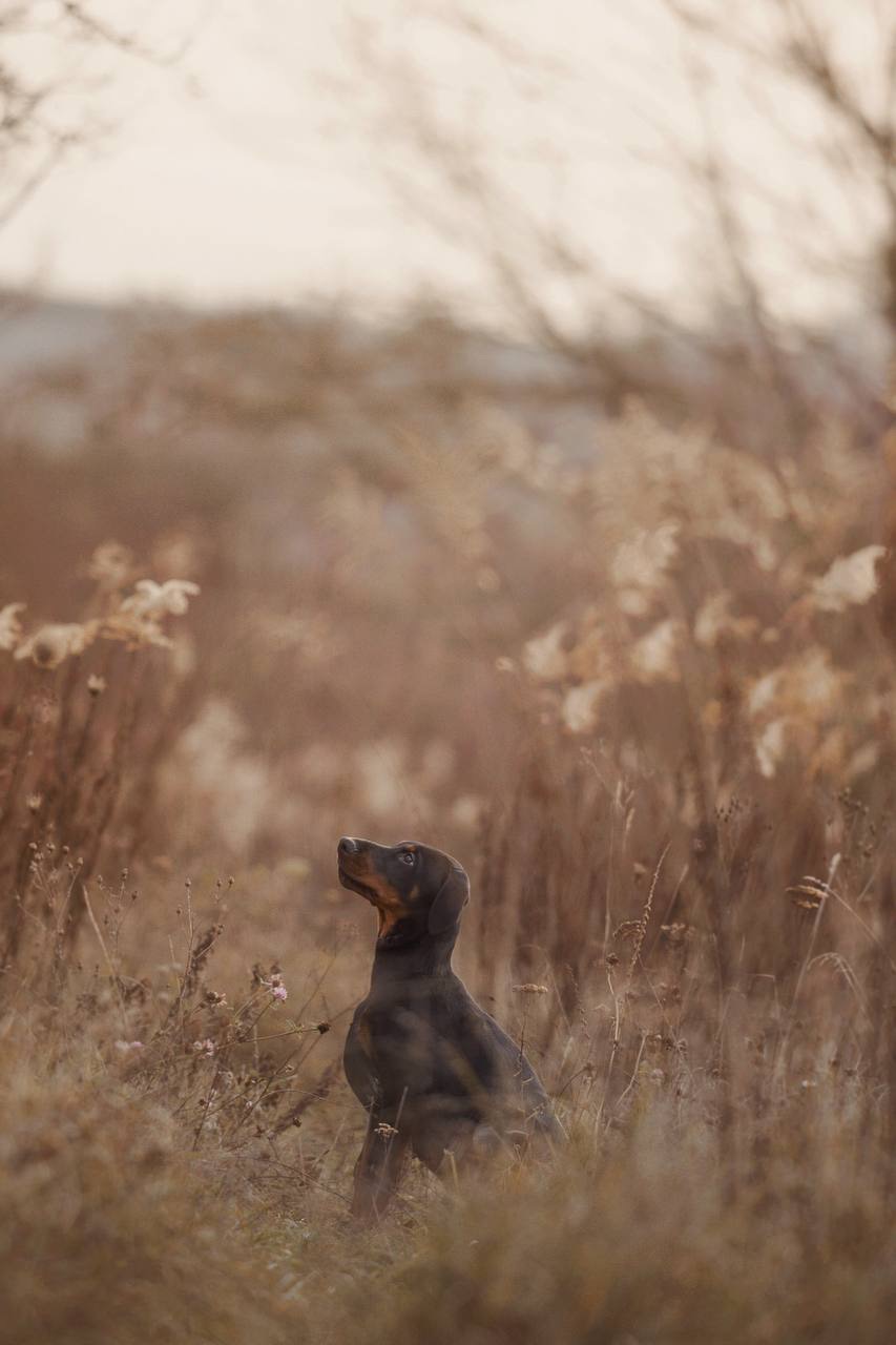Цуценя добермана від титулованих батьків