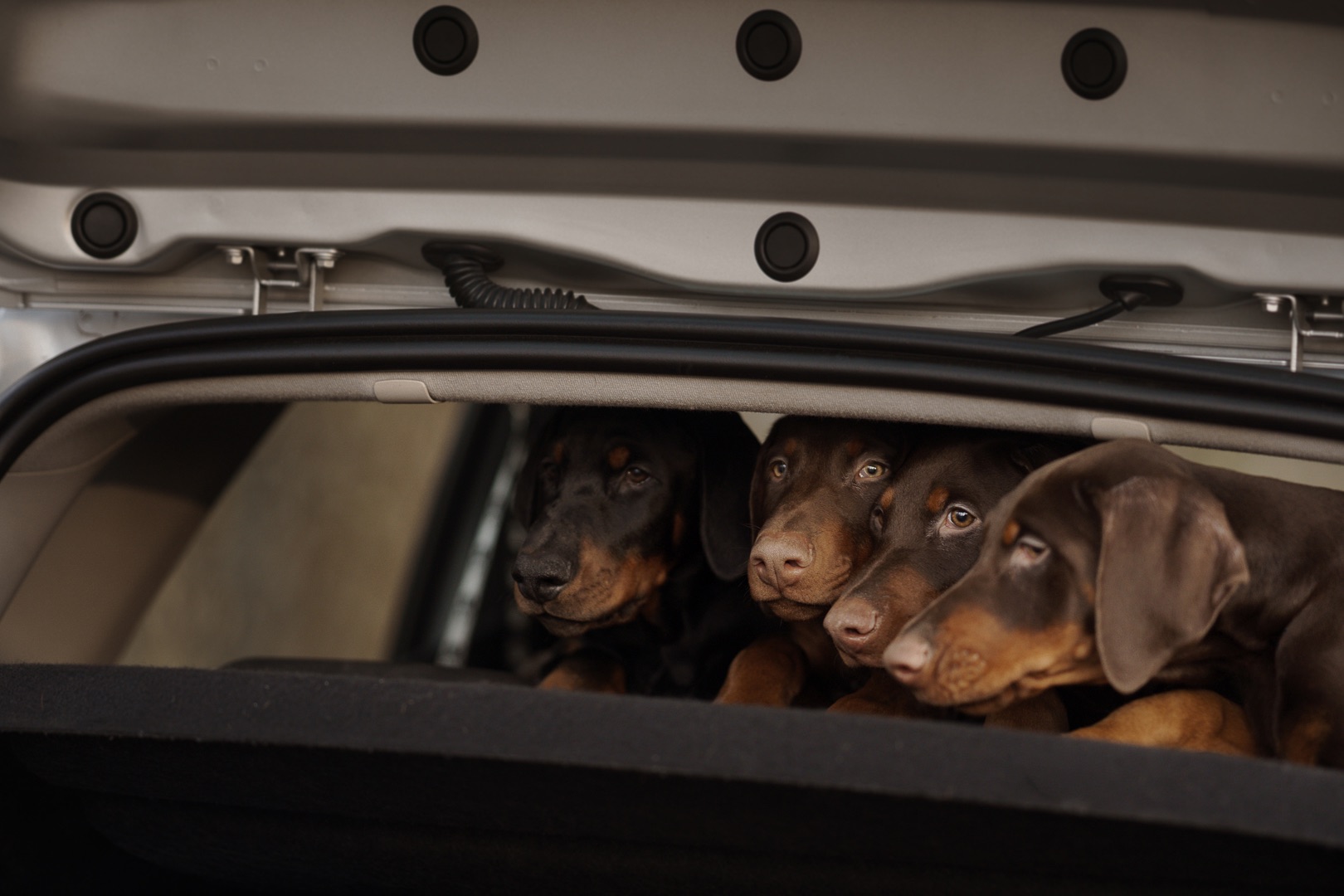 Цуценя добермана від титулованих батьків