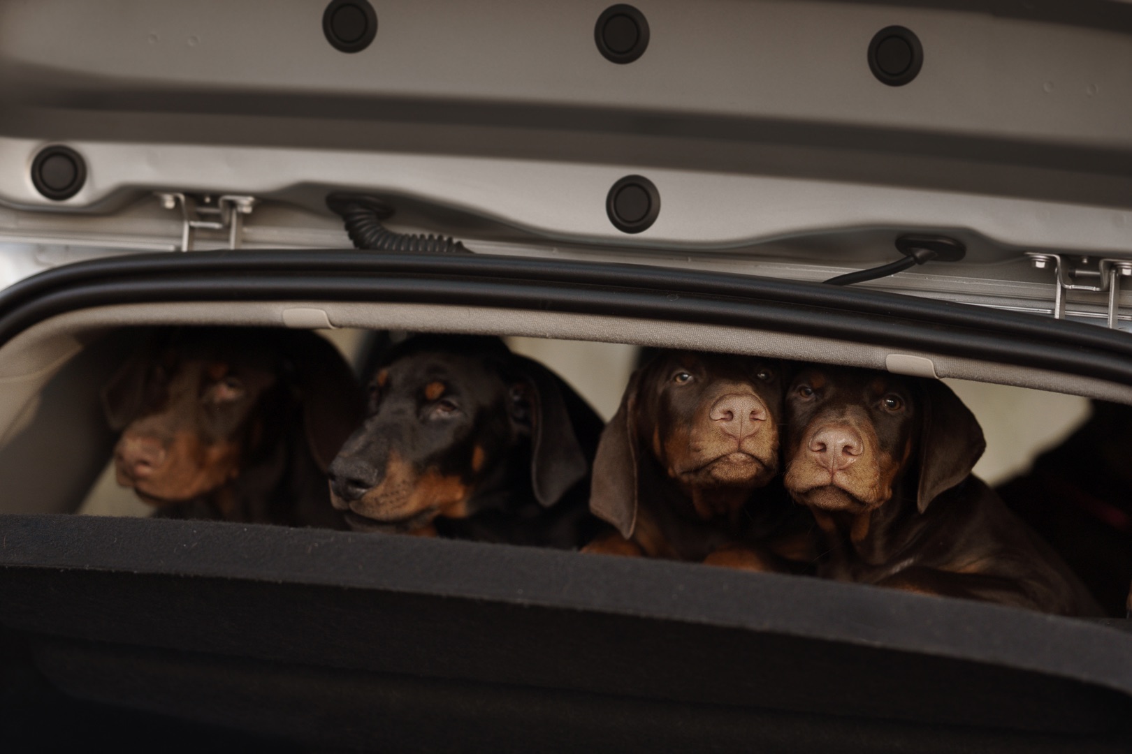 Цуценя добермана від титулованих батьків