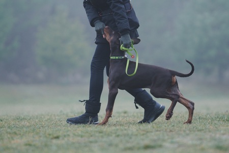 Цуценя добермана від титулованих батьків