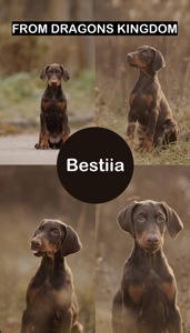 Цуценя добермана від титулованих батьків