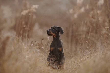 Цуценя добермана від титулованих батьків