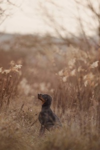 Цуценя добермана від титулованих батьків