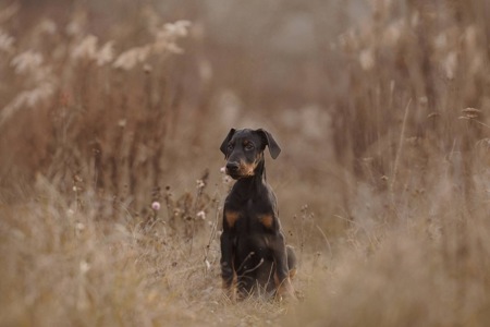 Цуценя добермана від титулованих батьків