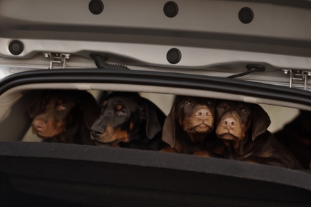 Цуценя добермана від титулованих батьків