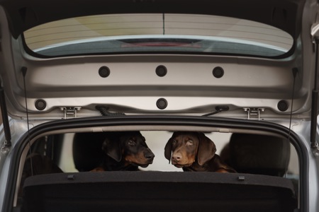 Цуценя добермана від титулованих батьків