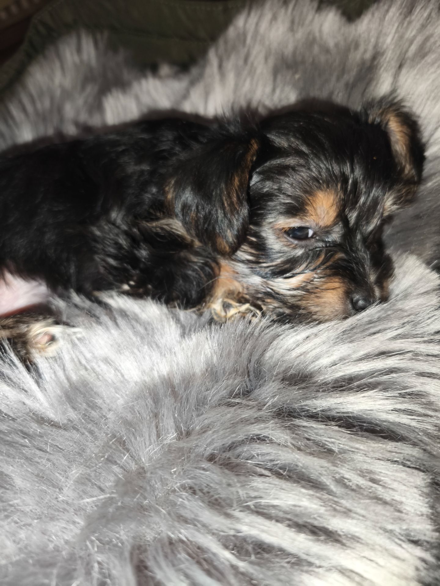 Пропонуються для бронювання