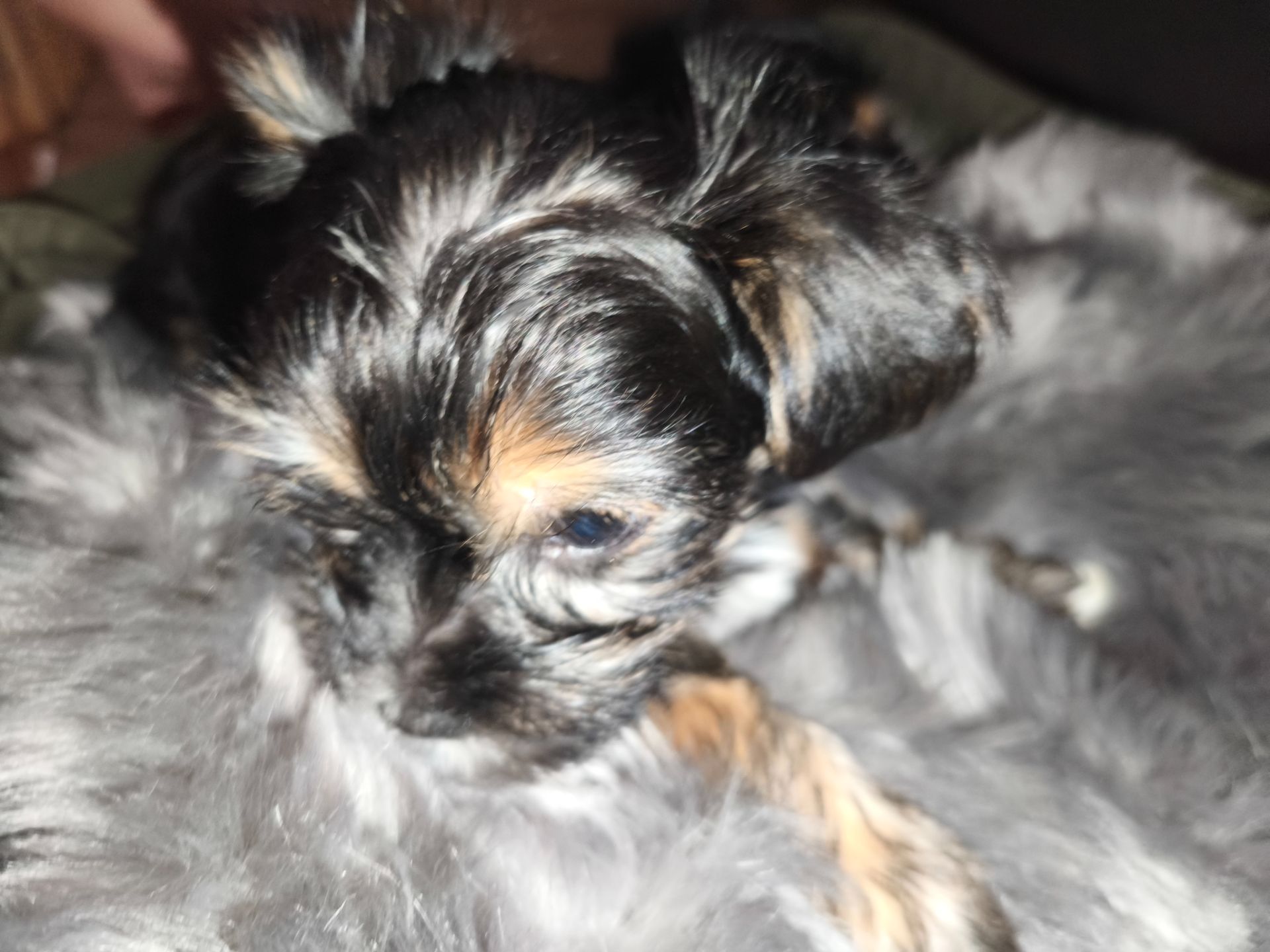 Пропонуються для бронювання