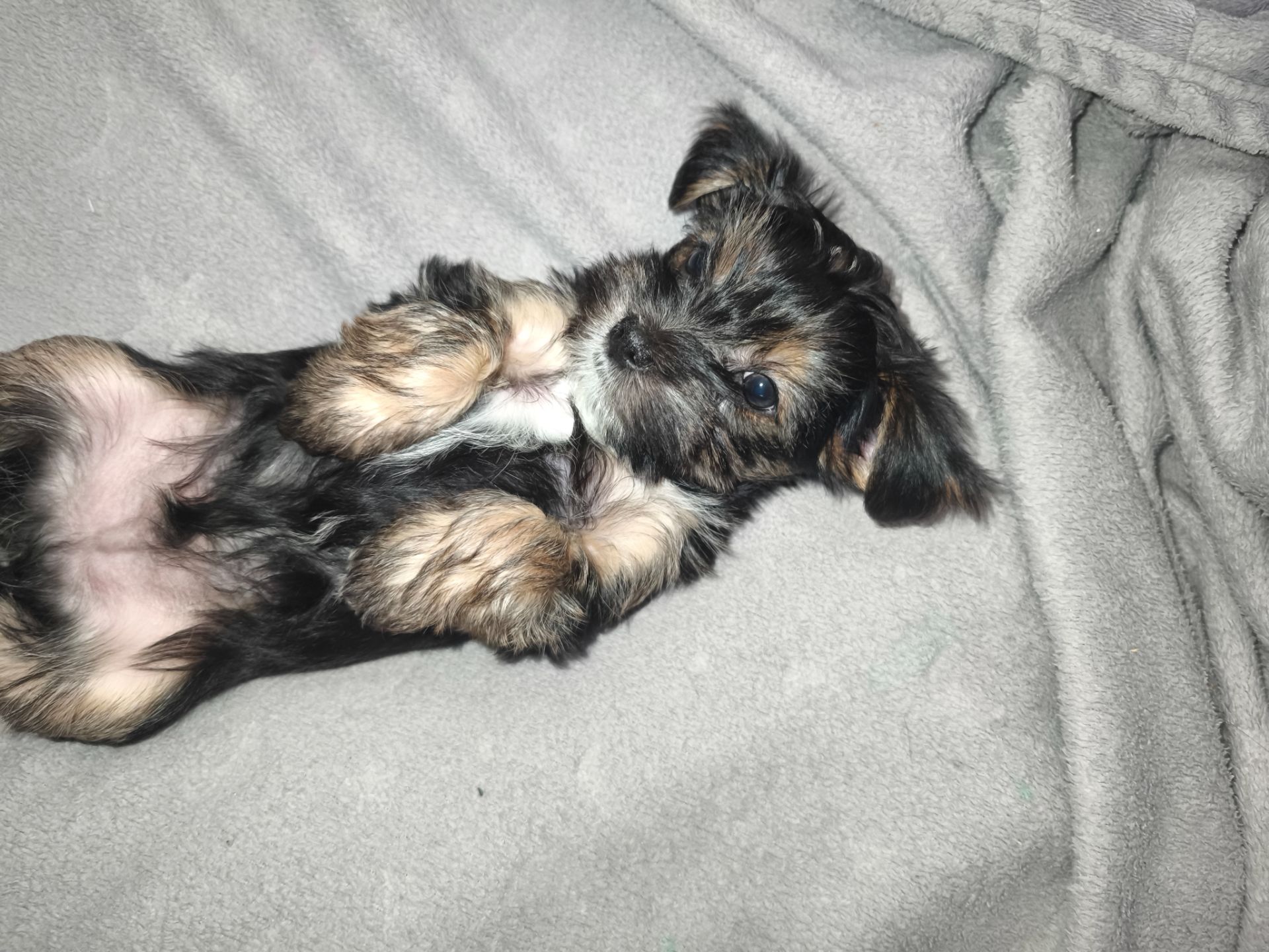 Пропонуються для бронювання