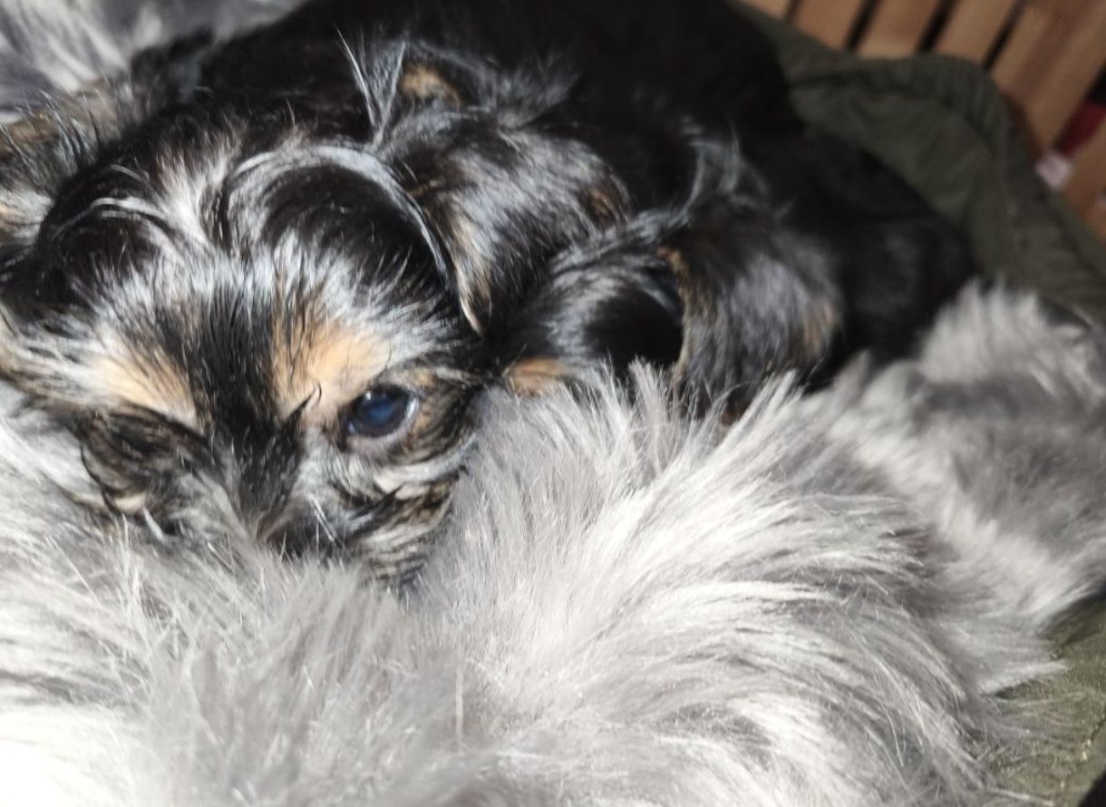 Пропонуються для бронювання