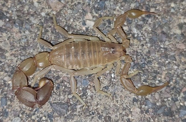 Скорпион Androctonus cholistanus приобрести у нас, редкий вид