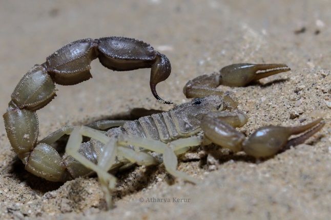 Скорпион Androctonus cholistanus приобрести у нас, редкий вид