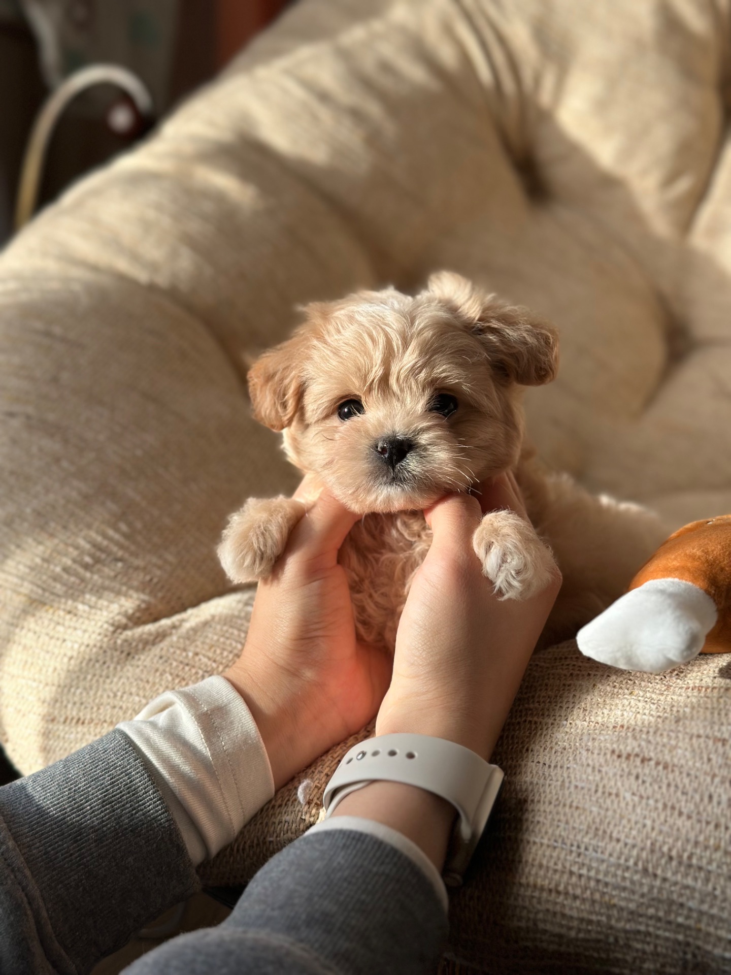 VIP мальтипу baby face f1 мини беби фейс кремового окраса