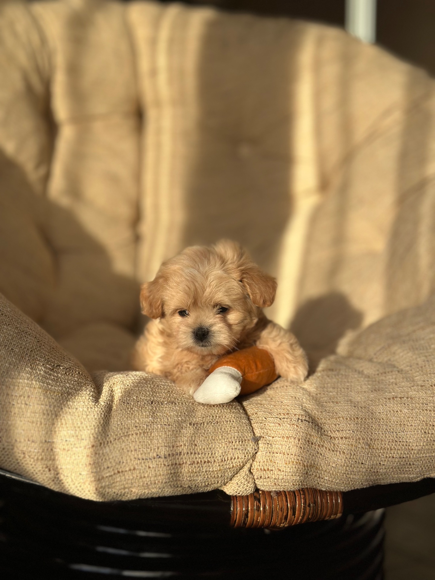 VIP мальтипу baby face f1 мини беби фейс кремового окраса