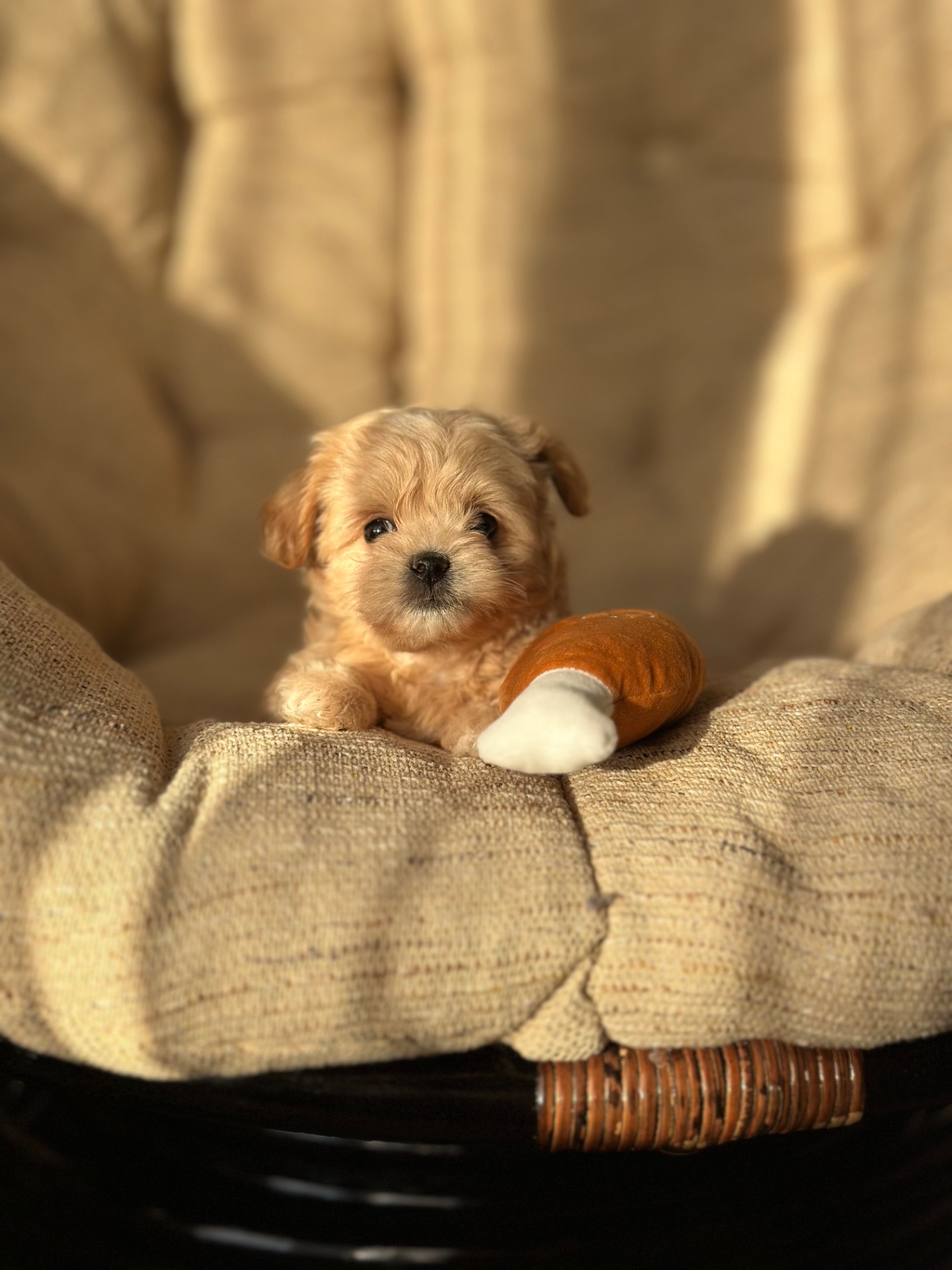 VIP мальтипу baby face f1 мини беби фейс кремового окраса