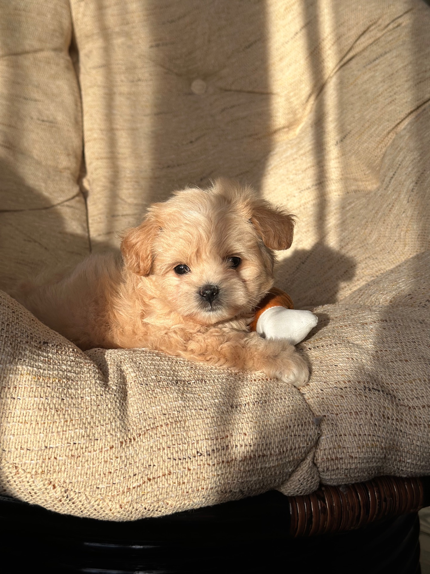 VIP мальтипу baby face f1 мини беби фейс кремового окраса