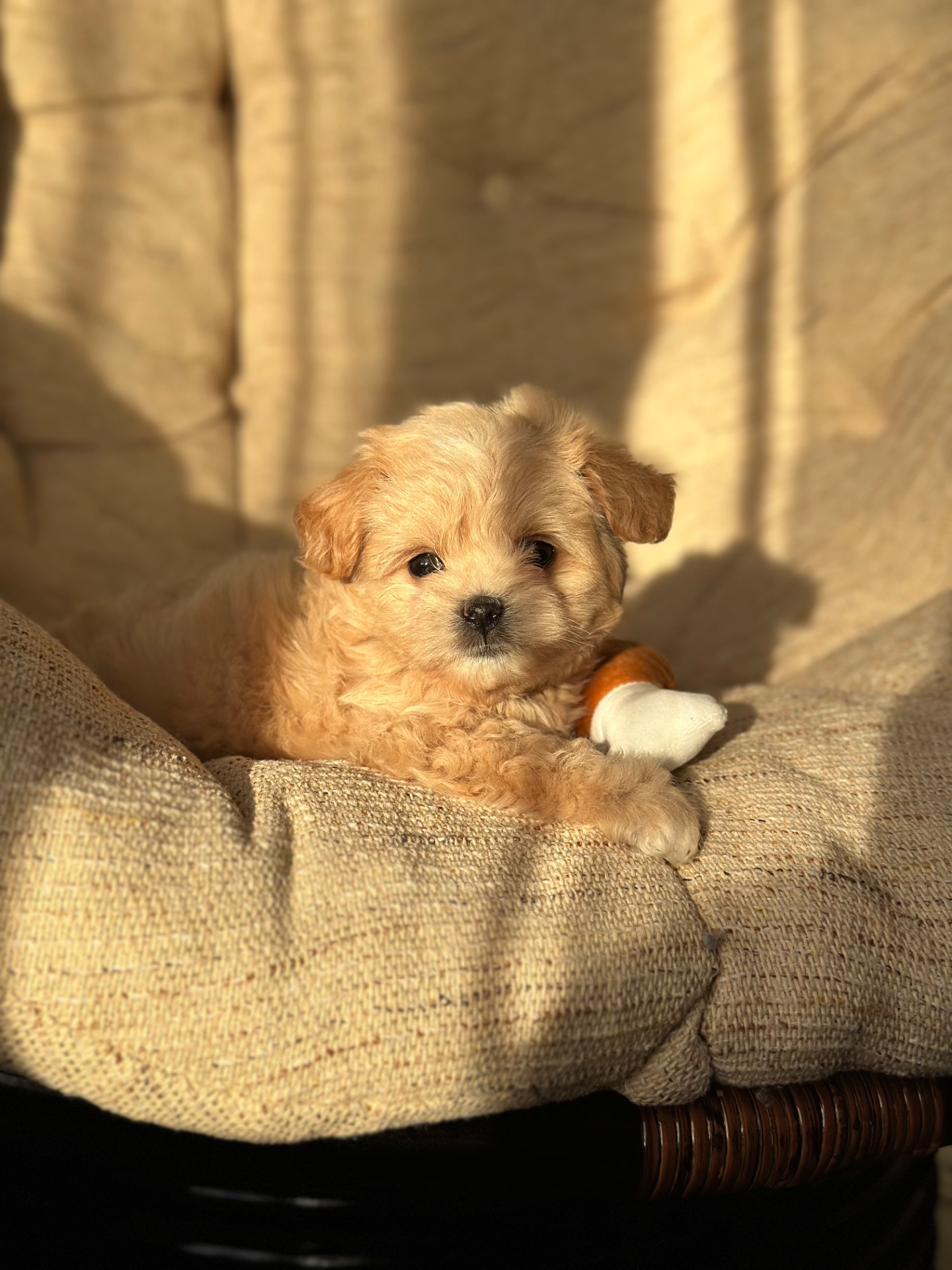 VIP мальтипу baby face f1 мини беби фейс кремового окраса