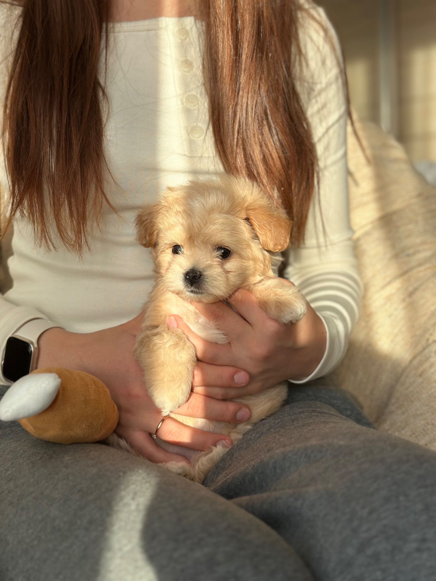 VIP мальтипу baby face f1 мини беби фейс кремового окраса