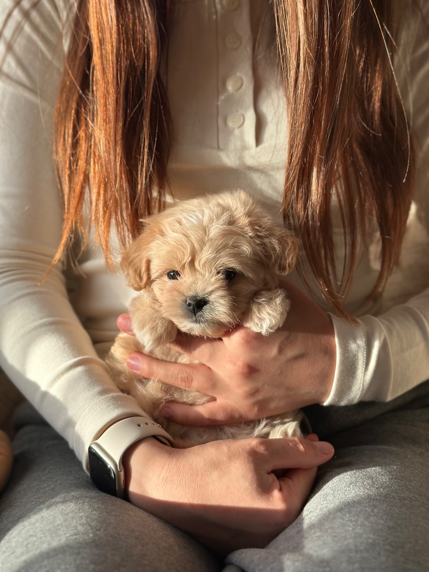 VIP мальтипу baby face f1 мини беби фейс кремового окраса