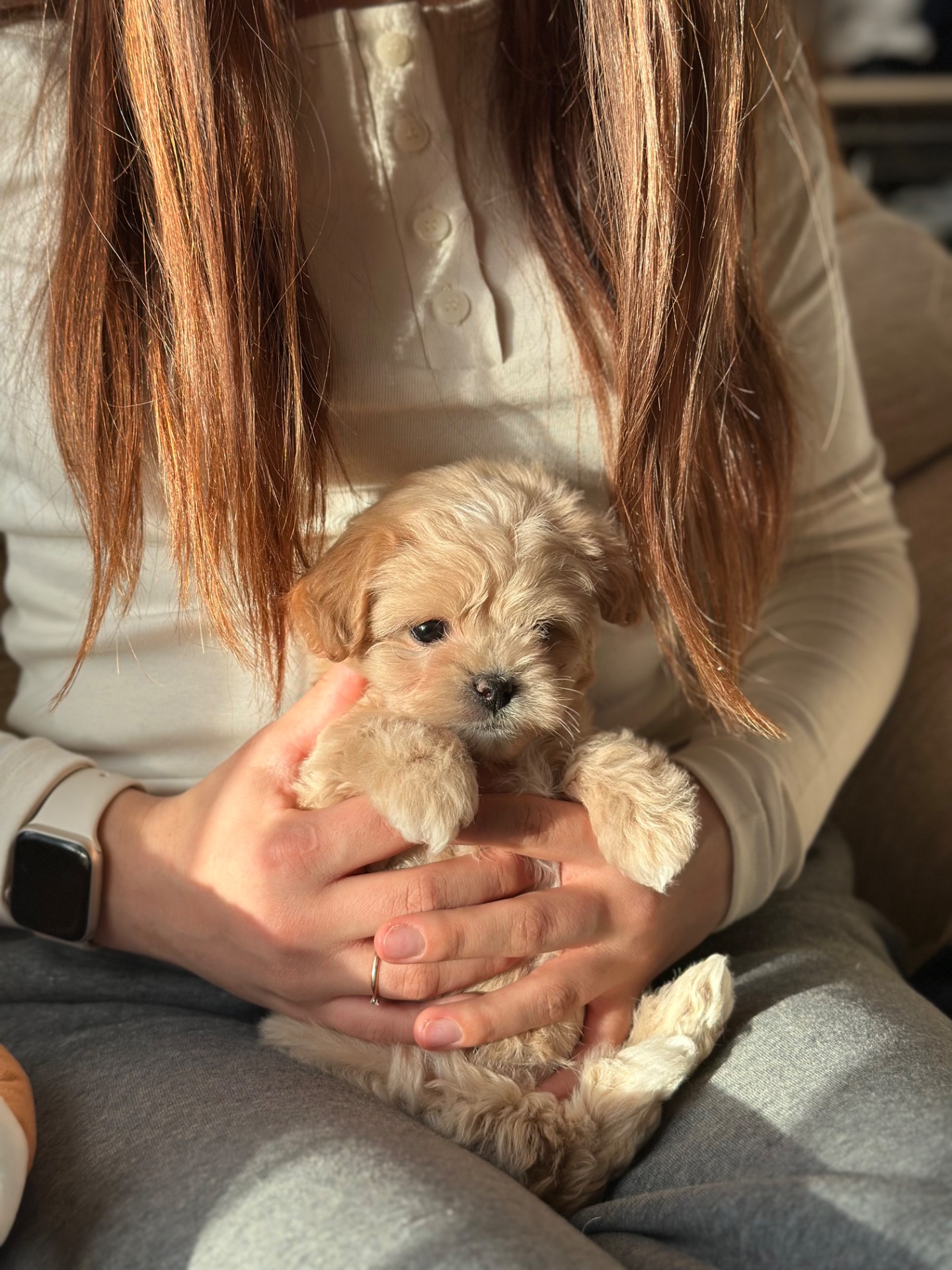 VIP мальтипу baby face f1 мини беби фейс кремового окраса