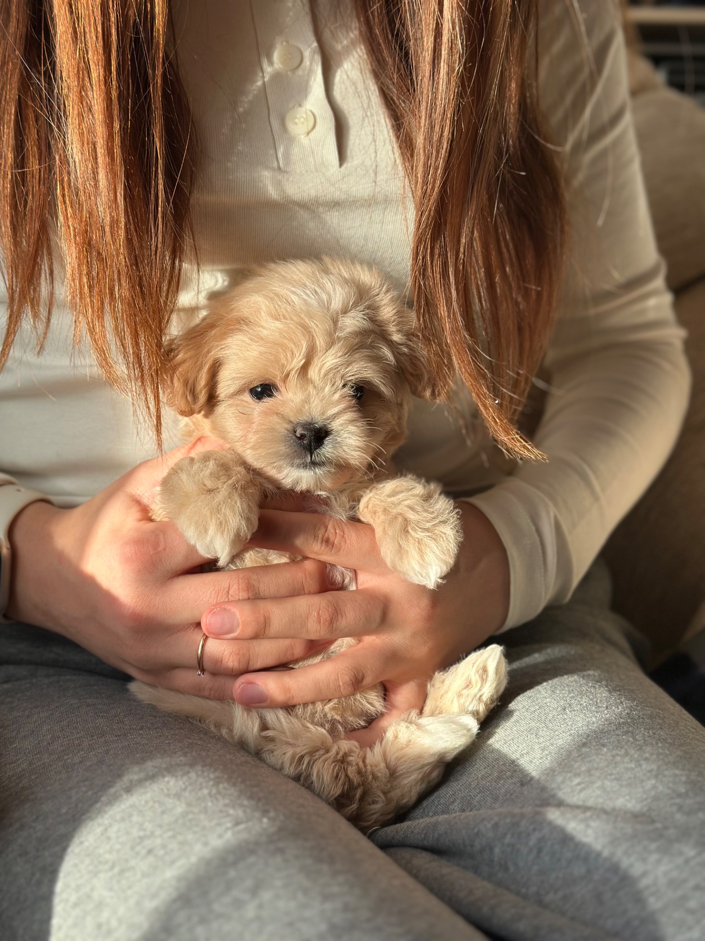 VIP мальтипу baby face f1 мини беби фейс кремового окраса