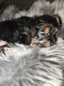 Пропонуються для бронювання