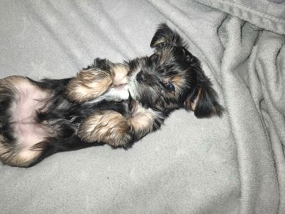 Пропонуються для бронювання