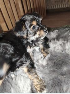 Пропонуються для бронювання