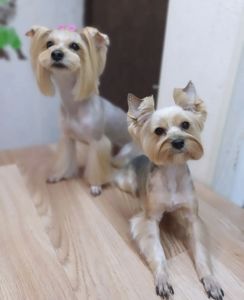 Пропонуються для бронювання