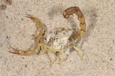 Скорпион Androctonus cholistanus приобрести у нас, редкий вид