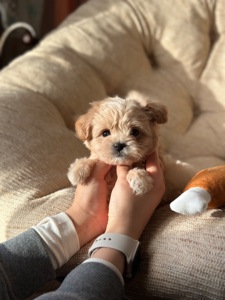 VIP мальтипу baby face f1 мини беби фейс кремового окраса