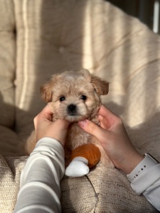 VIP мальтипу baby face f1 мини беби фейс кремового окраса