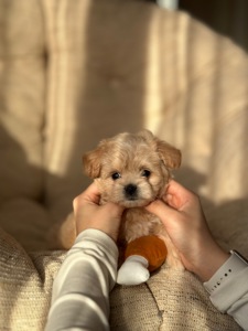 VIP мальтипу baby face f1 мини беби фейс кремового окраса