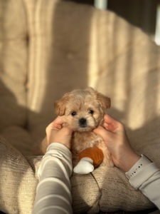 VIP мальтипу baby face f1 мини беби фейс кремового окраса