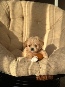 VIP мальтипу baby face f1 мини беби фейс кремового окраса