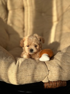 VIP мальтипу baby face f1 мини беби фейс кремового окраса