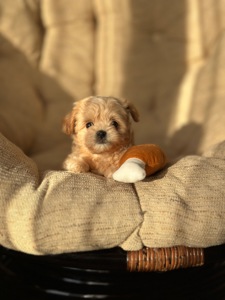 VIP мальтипу baby face f1 мини беби фейс кремового окраса