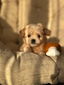 VIP мальтипу baby face f1 мини беби фейс кремового окраса