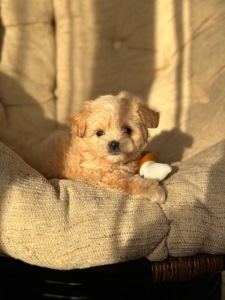 VIP мальтипу baby face f1 мини беби фейс кремового окраса