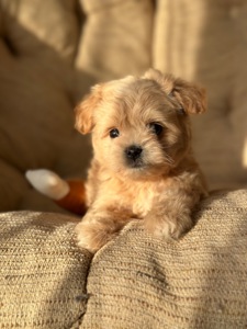 VIP мальтипу baby face f1 мини беби фейс кремового окраса