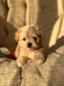 VIP мальтипу baby face f1 мини беби фейс кремового окраса