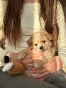 VIP мальтипу baby face f1 мини беби фейс кремового окраса