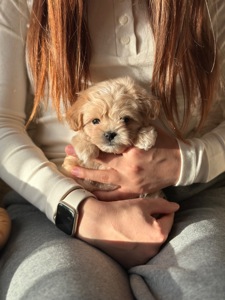 VIP мальтипу baby face f1 мини беби фейс кремового окраса