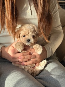 VIP мальтипу baby face f1 мини беби фейс кремового окраса