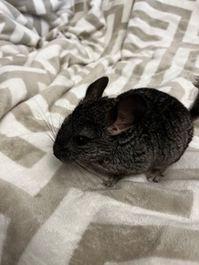 Темний хлопчик-красунчик