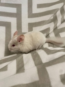 Білий хлопчик