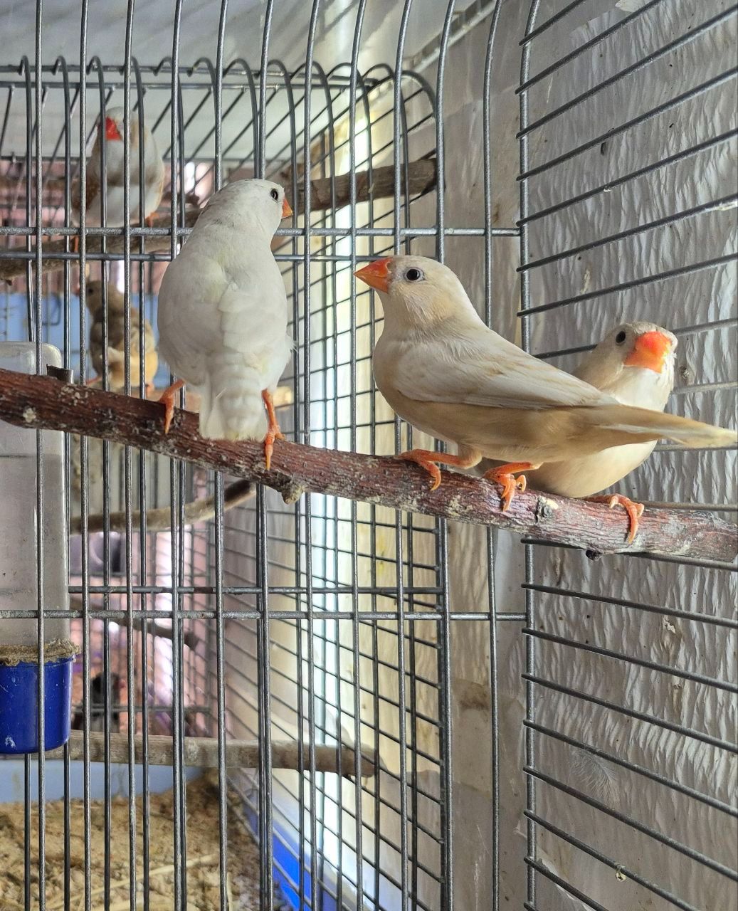 Зеброві амадини різних окрасів