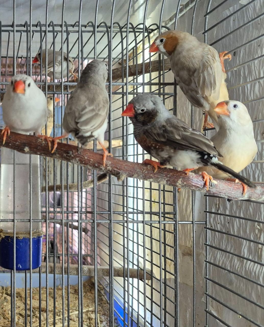 Зеброві амадини різних окрасів